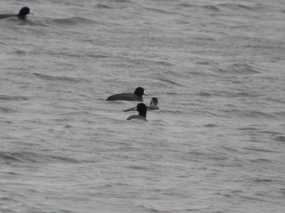 DSCN9722c Long-tailed Duck Willow Slough FWA IN 4-13-2018
