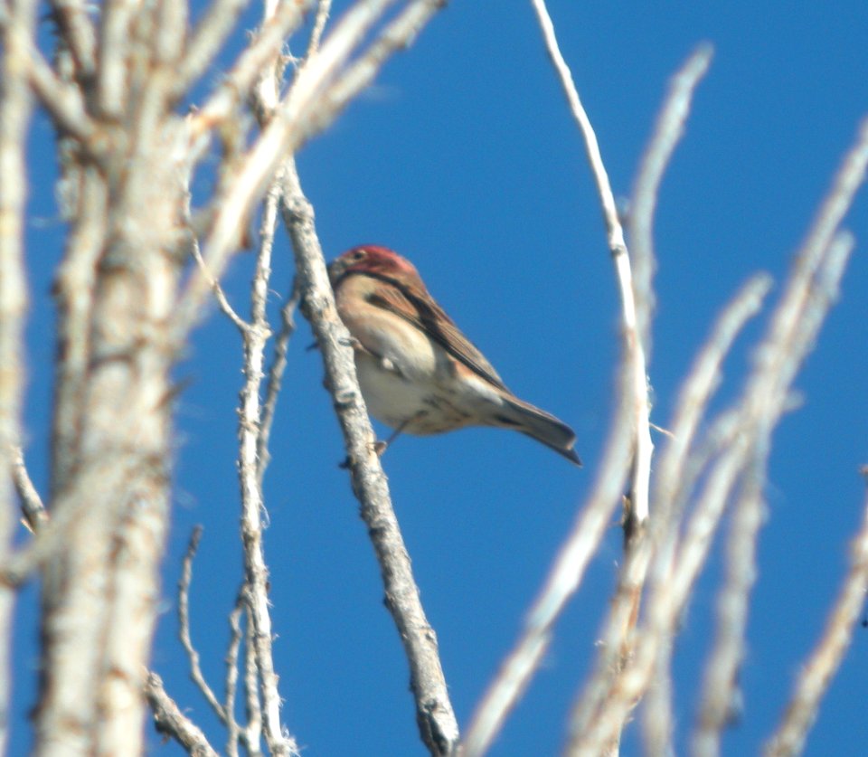 DSCN9357 Cassin's Finch Goldwater Lake Yavapai Co AZ 12-30-2015