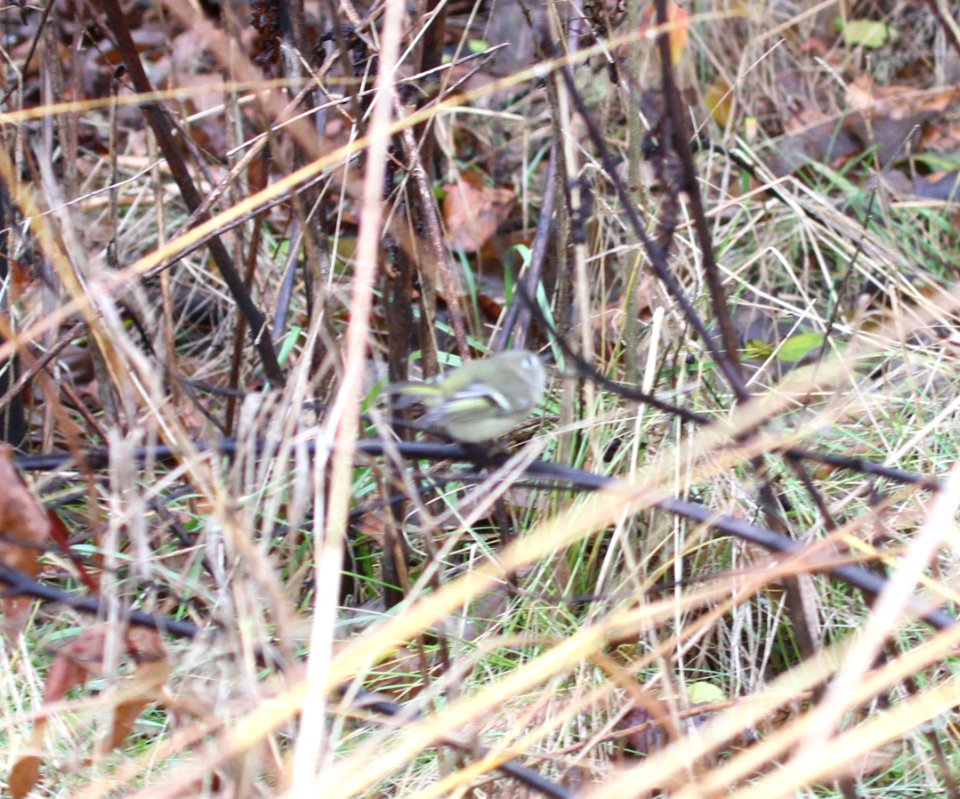 IMG 5827 c Ruby-Crownded Kinglet Perry Farm Kankakee Co IL 12-1-2015