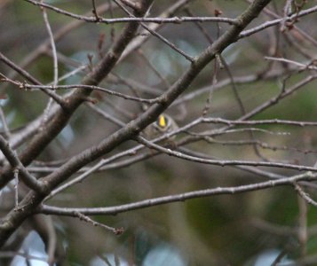 IMG 4242 c Golden-crowned Kinglet Hse Kankakee IL 10-21-2015
