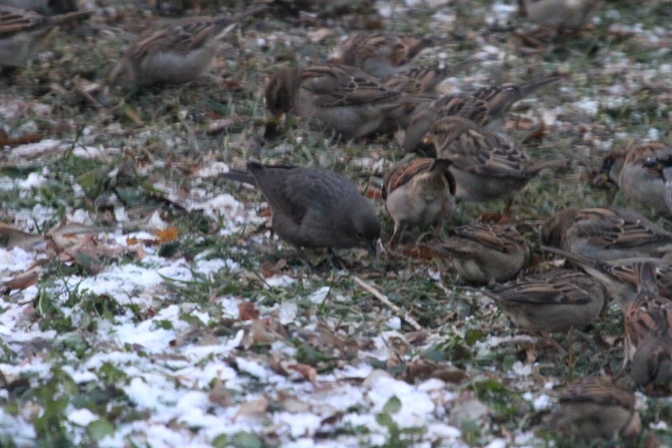 IMG 3233c Brown-headed Cowbird Hse Kankakee IL 11-13-2018