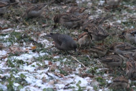 IMG 3233c Brown-headed Cowbird Hse Kankakee IL 11-13-2018