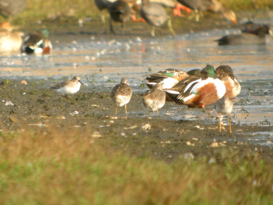 DSCN8949c Dunlin LB Dowitcher Whispering Willows Area Kankakee Co IL 10-30-2016