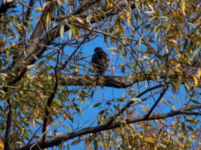 IMG 0291c Sharp-shinned Hawk Whispering Willows Area Kankakee Co IL 10-19-2016