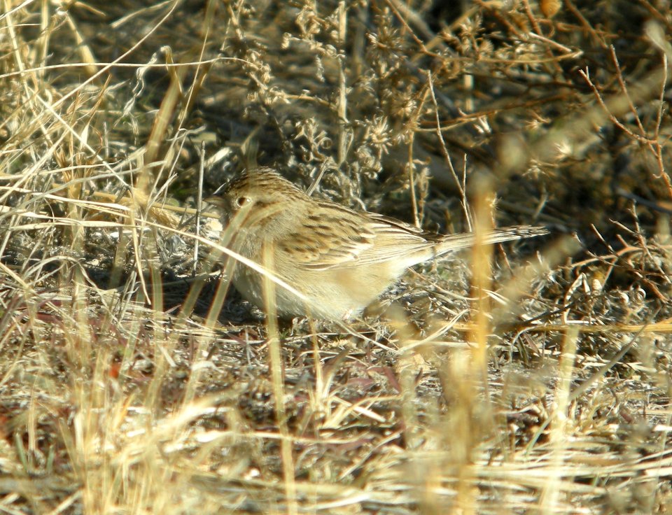 DSCN9319 Brewer's Sparrow Watson Lake Yavapai Co AZ 12-28-2015