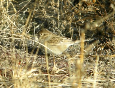 DSCN9319 Brewer's Sparrow Watson Lake Yavapai Co AZ 12-28-2015