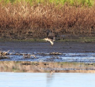 IMG 5001 c Merlin Iroquois Co IL 11-8-2015