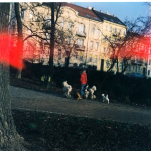 Flexaret 3a - Woman with Dogs