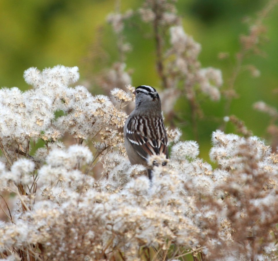 IMG 4895 c White-crowned Sparrow Perry Farm Kankakee Co IL 11-5-2015