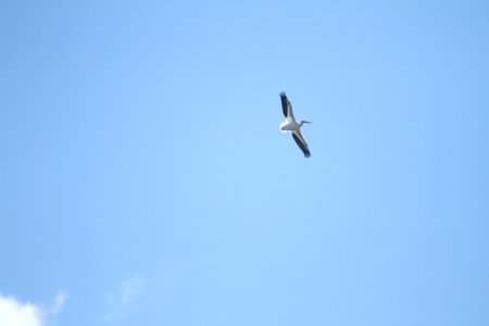 IMG 6225 American White Pelican Watson Lake Yavapai Co AZ 12-26-2015