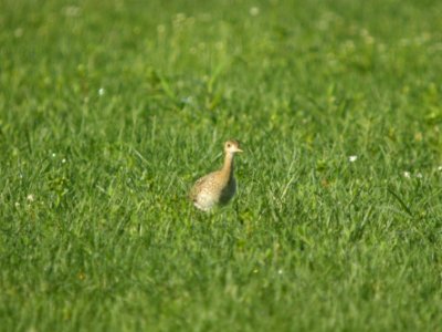 DSCN0154c Upland Sandpiper H & E Sod-Momence IL 7-18-2018