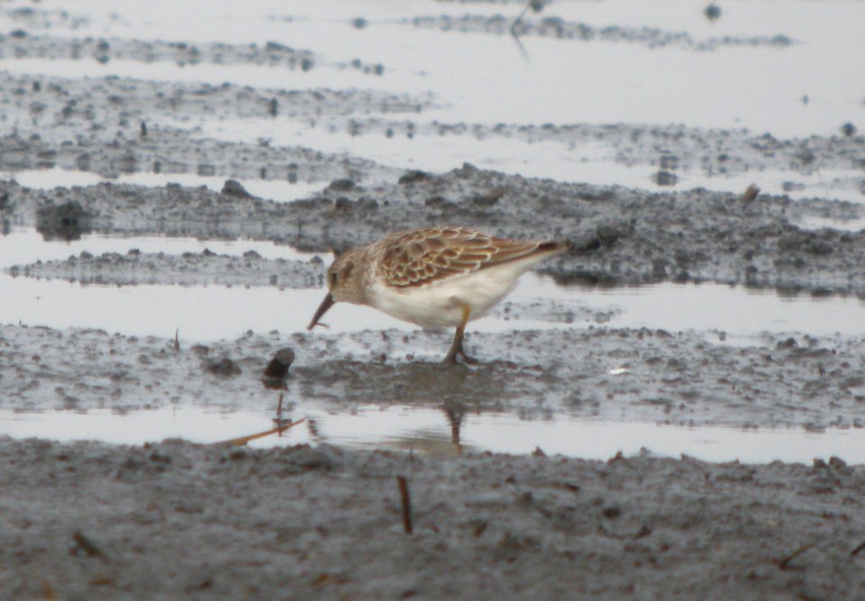 DSCN9093 c Least Sandpiper Iroquois Co IL 11-11-2015