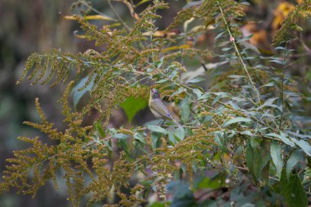 IMG 3703c Nashville Warbler Hse Kankakee IL 10-5-2017 photo