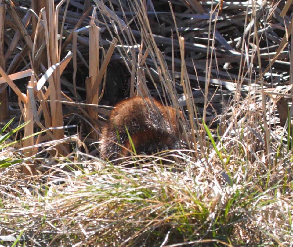 IMG 7082c Mink Willow Slough FWA IN 3-17-2016