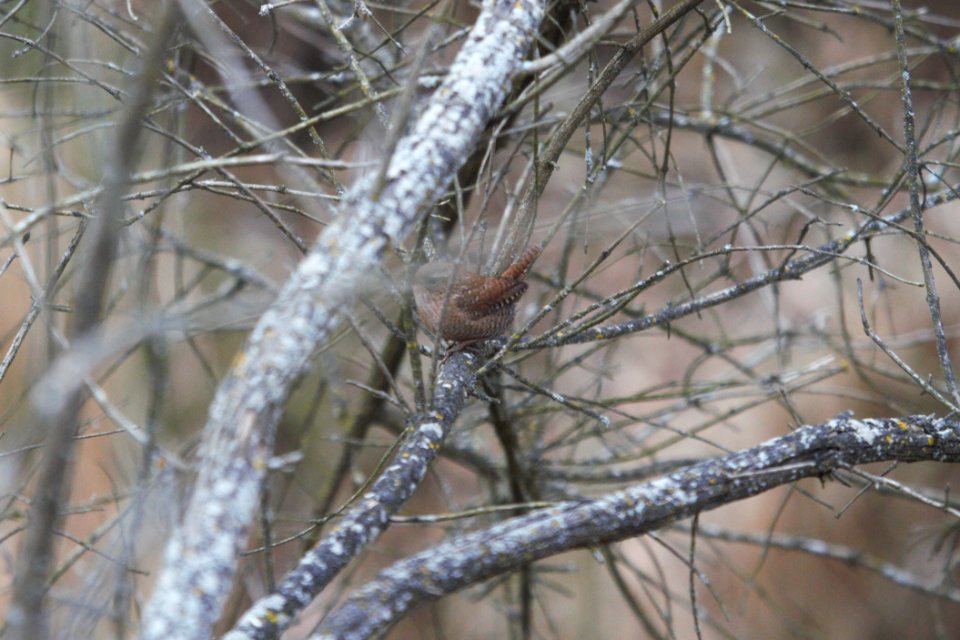 IMG 6495c Winter Wren Willow Slough FWA IN 12-17-2017