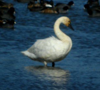 DSCN9335 Tundra Swan Watson Lake Yavapai Co AZ 12-28-2015
