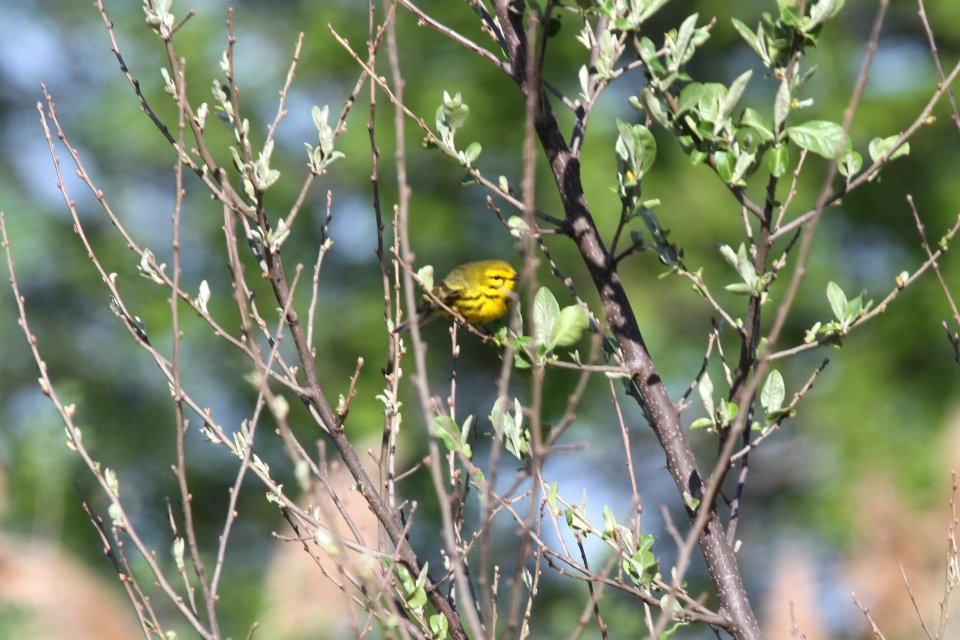 IMG 9533c Prairie Warbler Mazonia Lakes Kankakee Co IL 5-7-2018