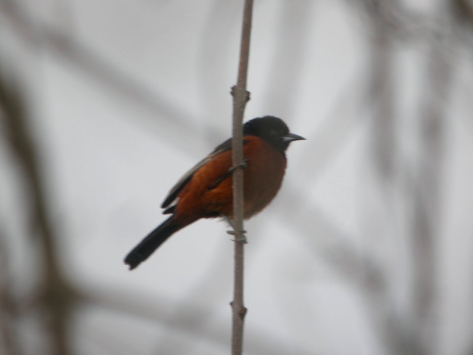 DSCN9934c Orchard Oriole LaSalle FWA IN 5-18-2018