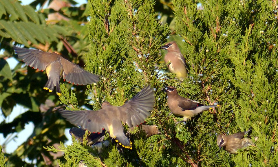 Cedar waxwings color wing