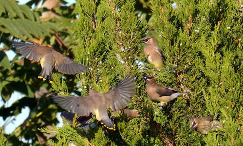 Cedar waxwings color wing photo