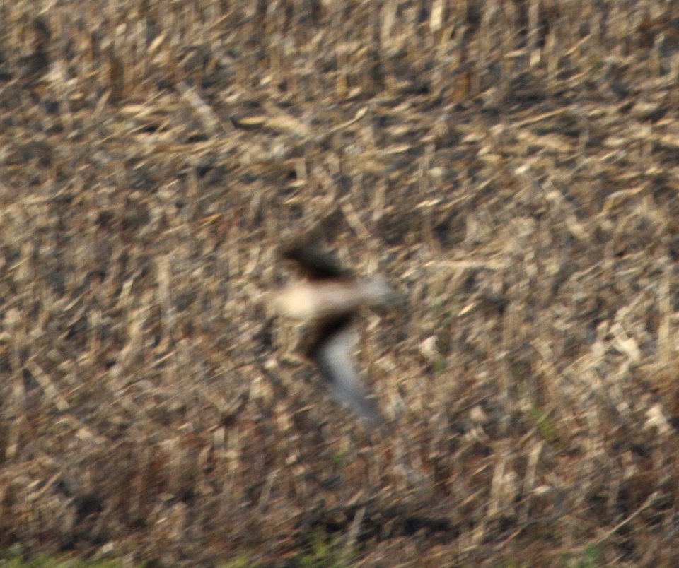 IMG 5150 c Hudsonian Godwit Iroquois Co IL 11-11-2015