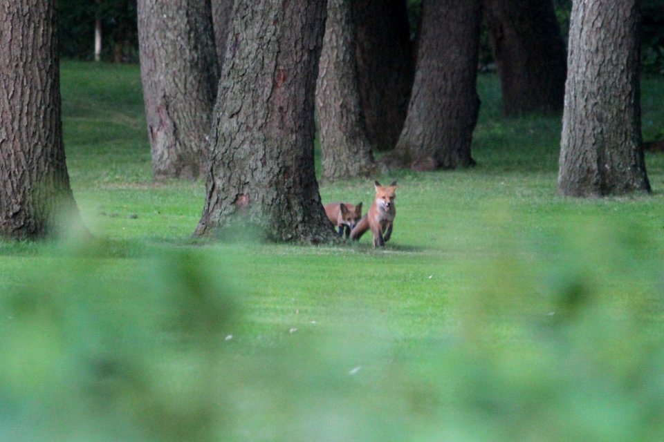 IMG 0514c Red Fox Hse Kankakee IL 6-15-2018