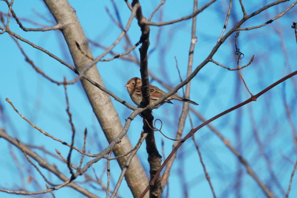 IMG 6338c Field Sparrow Braidwood Lake IL 12-8-2017