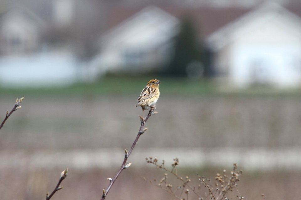 IMG 9206c LeConte's Sparrow Bourbonnais IL 4-24-2018