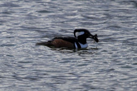 IMG 6370c Hooded Merganser Beckman Park Kankakee IL 12-9-2017