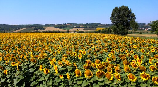 Nature sunflower field