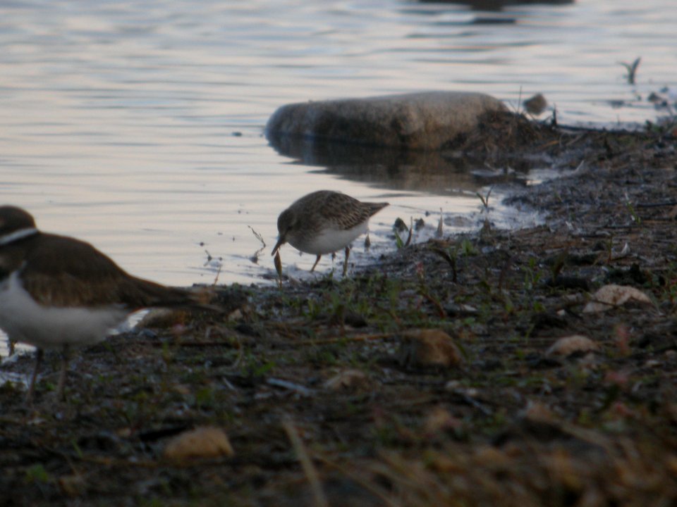 DSCN9249c Least Sandpiper Willowhaven Area Kankakee Co IL 10-25-2017