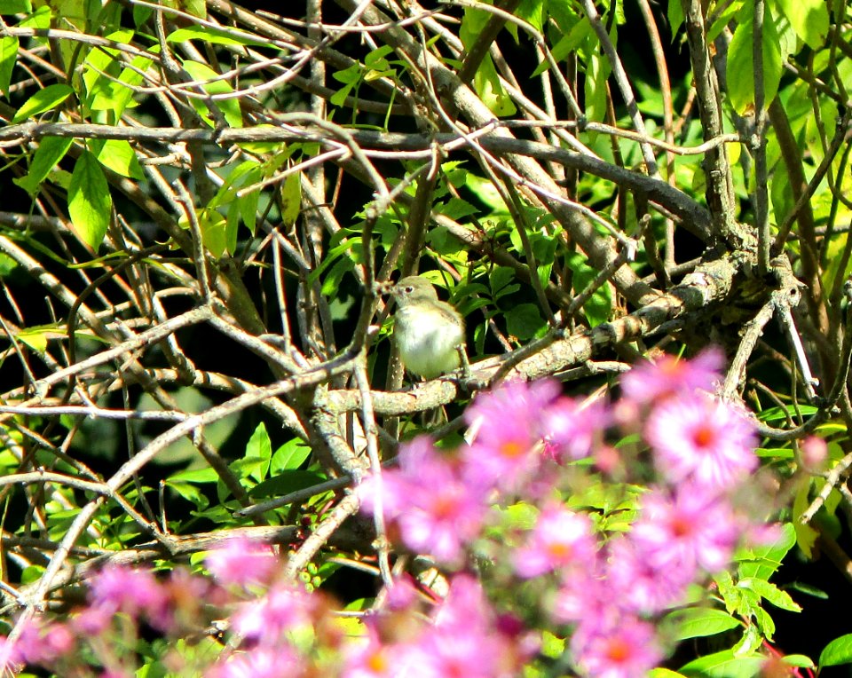 IMG 0203 c Least Flycatcher Jackson Park Chicago IL 9-26-2014 (Photo thru bins)
