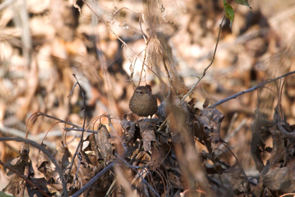 IMG 6354c Winter Wren Braidwood Lake IL 12-8-2017