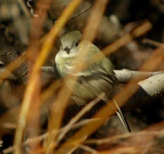 DSCN9338 Hammond's Flycatcher Watson Lake Yavapai Co AZ 12-29-2015