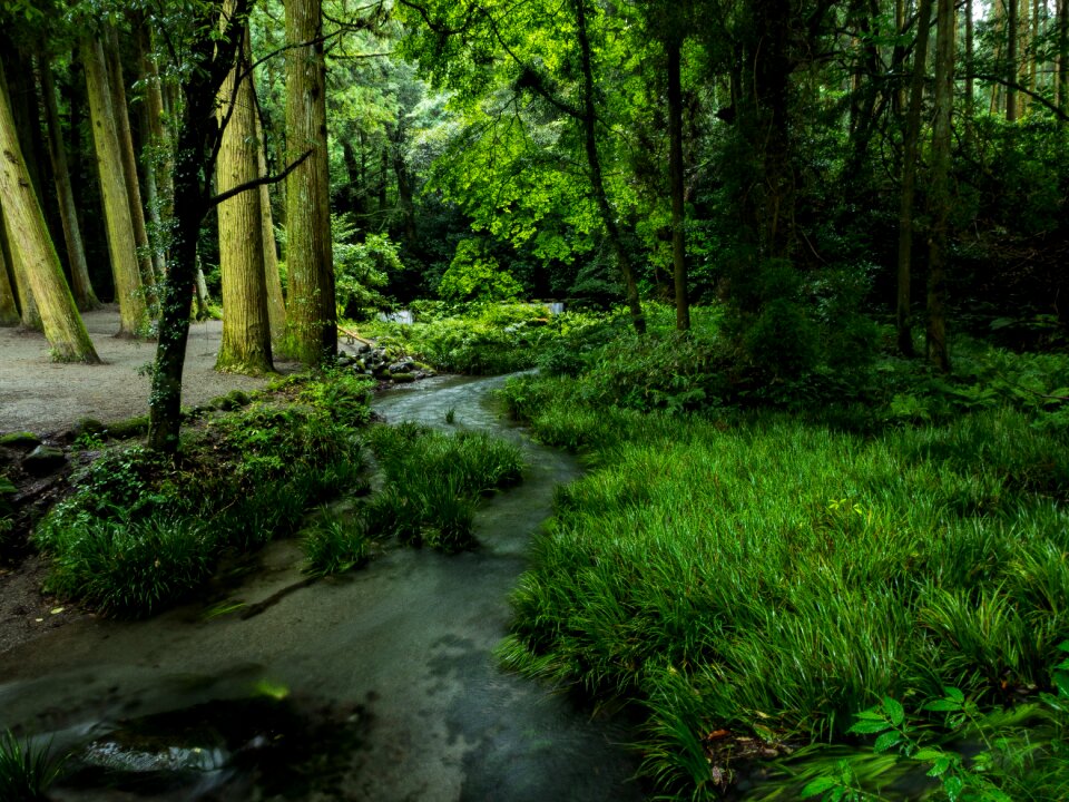 Ubuyama water woods