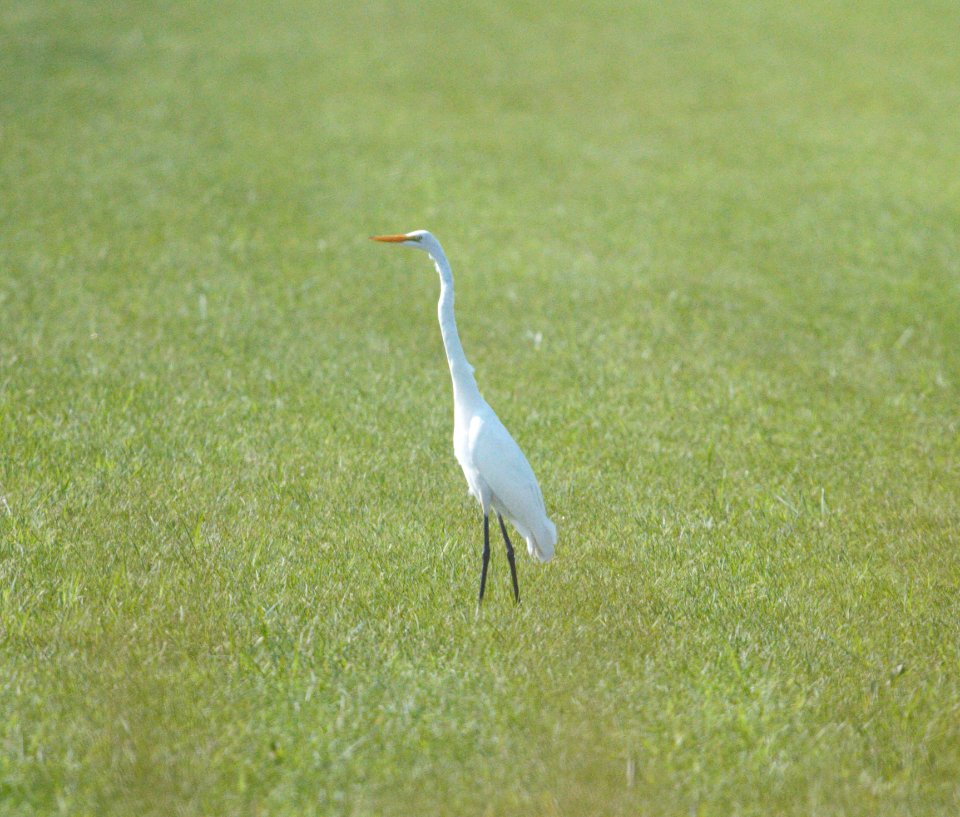 IMG 8658c Great Egret Sod Farm Momence IL 8-17-2016