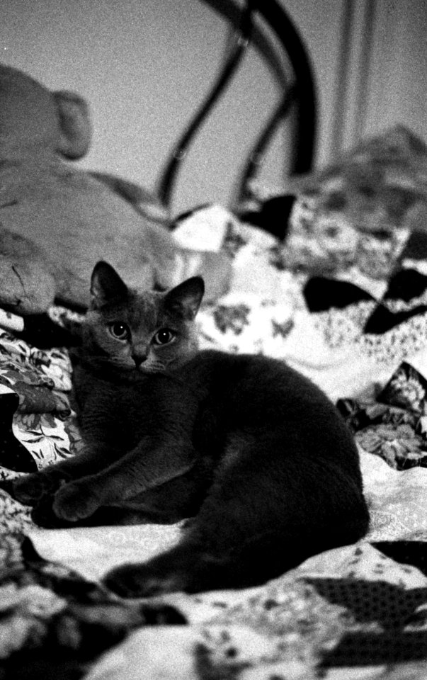 Canon EOS 30 - Myšinka (cat of my ex-wife)