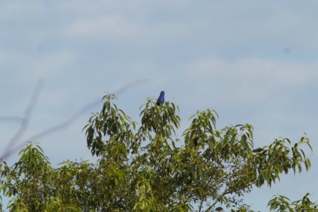 IMG 0372c Blue Grosbeak Mskota Sands Pembroke Twp Kankakee Co IL 6-14-2018