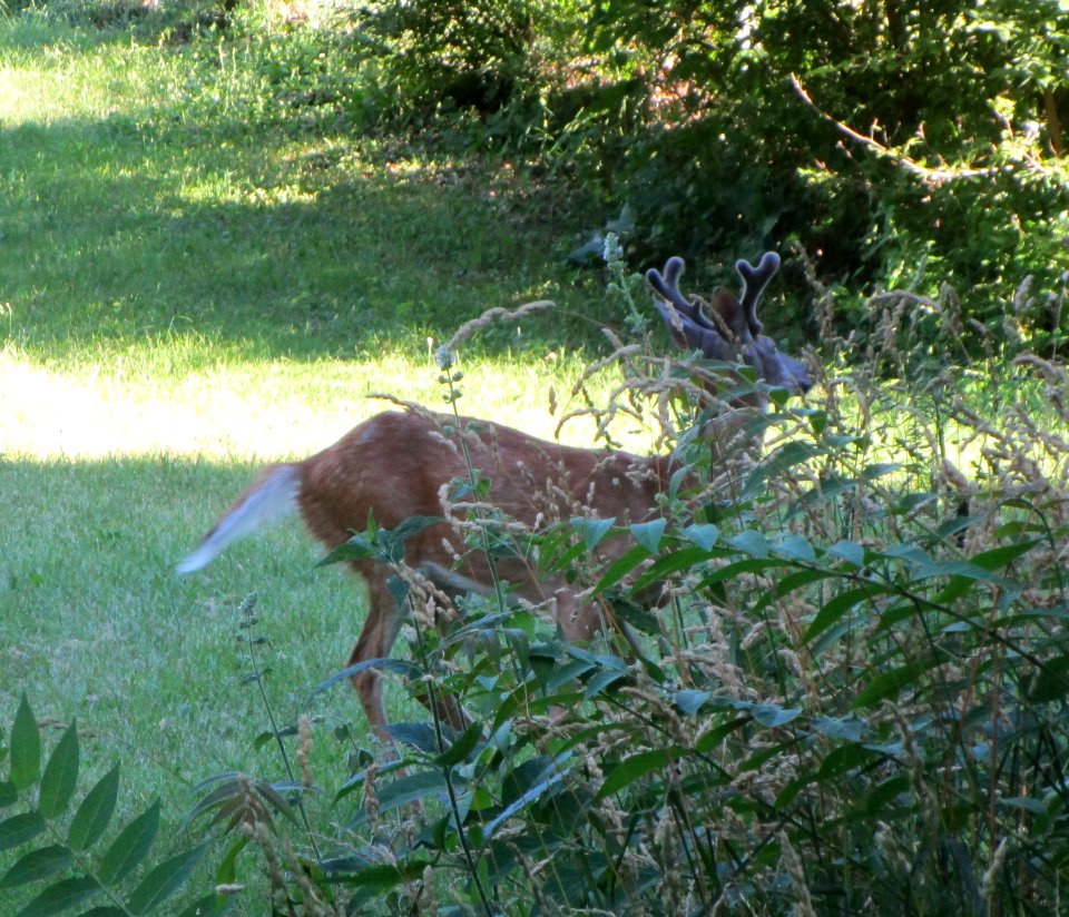 IMG 2257c White-tailed Deer Gar Creek Trail Kankakee IL 6-21-2016