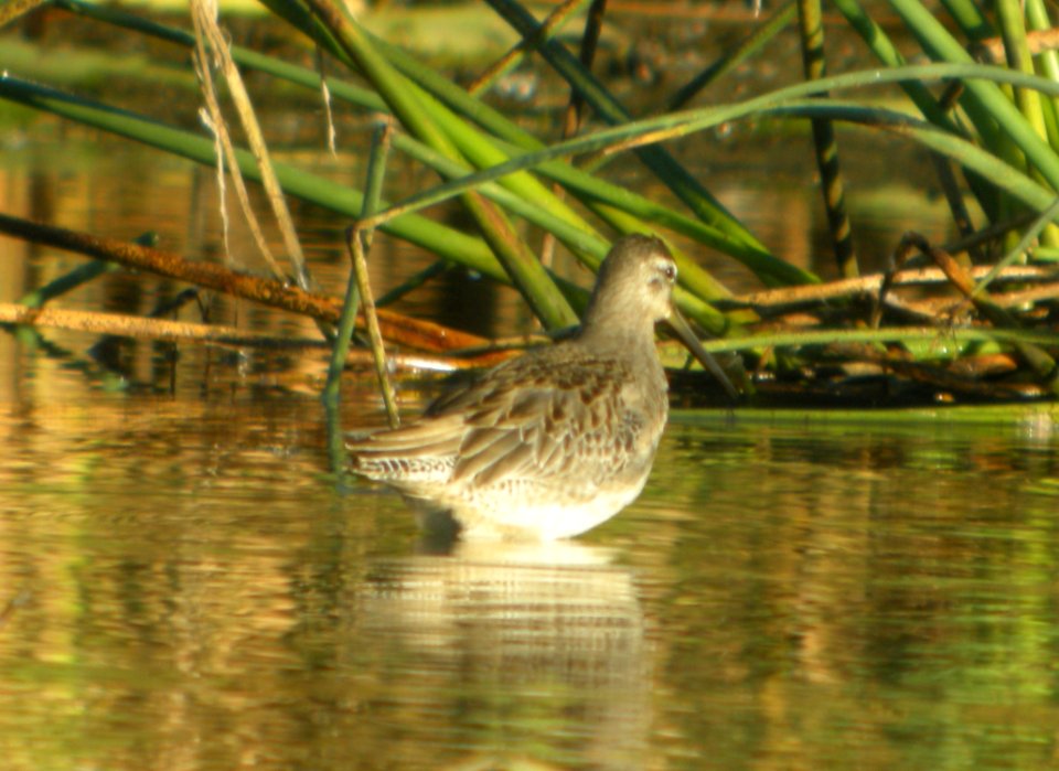 DSCN8517 c Long-billed Dowitcher TNC Kankakee Sands IN 10-14-2015