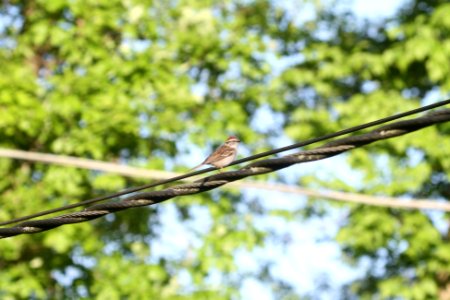 IMG 9976c Chipping Sparrow Hse Kankakee IL 5-19-2018