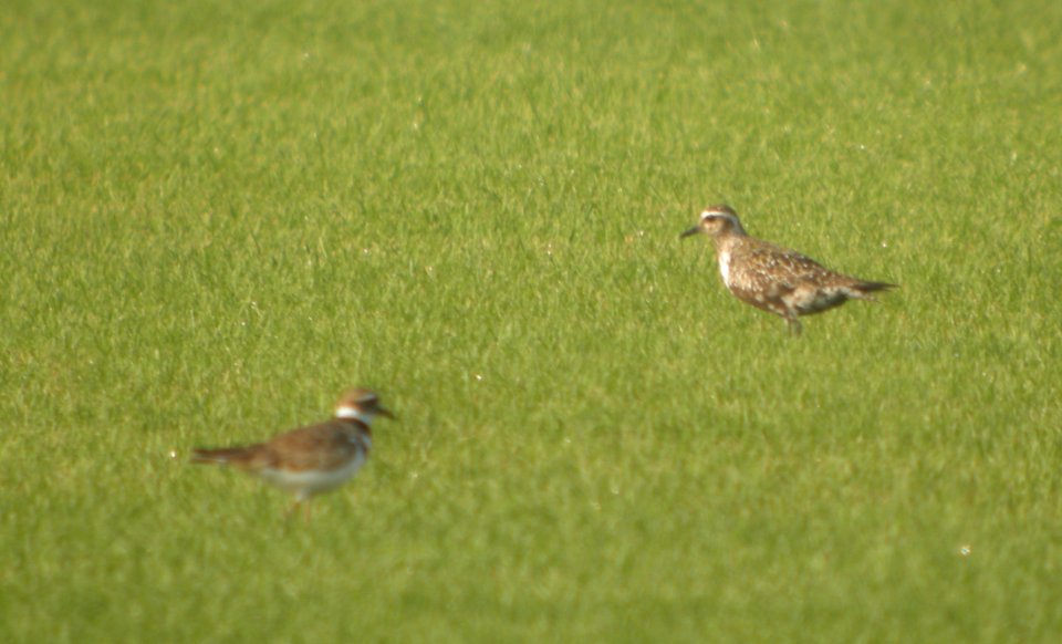 DSCN7706c American Golden-Plover Sod Farm Momence IL 8-18-2016
