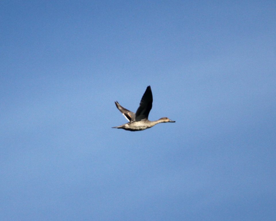 IMG 3180 c Northern Pintail TNC Kankakee Sands IN 9-26-2015