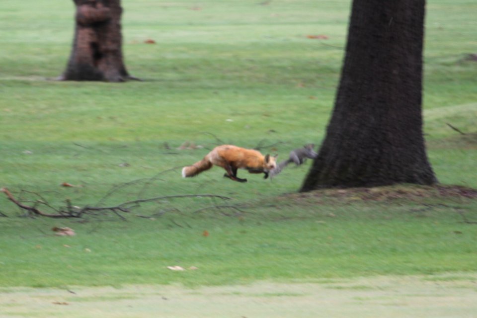 IMG 8870c Red Fox Hse Kankakee IL 4-15-2018