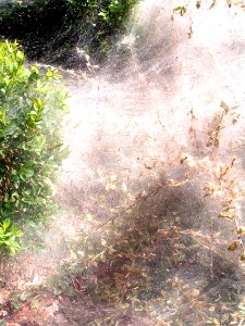 Entangled in Huge Cobweb 2