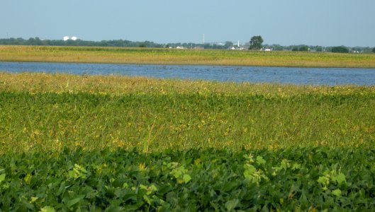 DSCN7946c Whispering Willows Area Kankakee Co IL 9-6-2016
