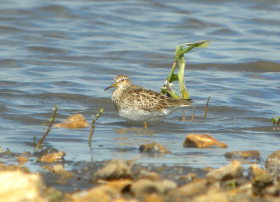 DSCN7734c Pectoral Sandpiper Schoeffner Farm Kankakee Co IL 8-21-2016