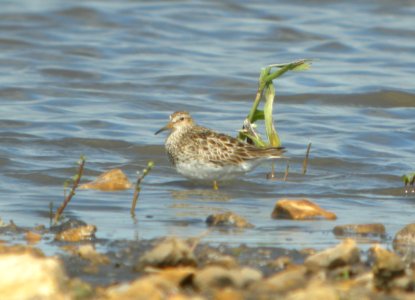 DSCN7734c Pectoral Sandpiper Schoeffner Farm Kankakee Co IL 8-21-2016