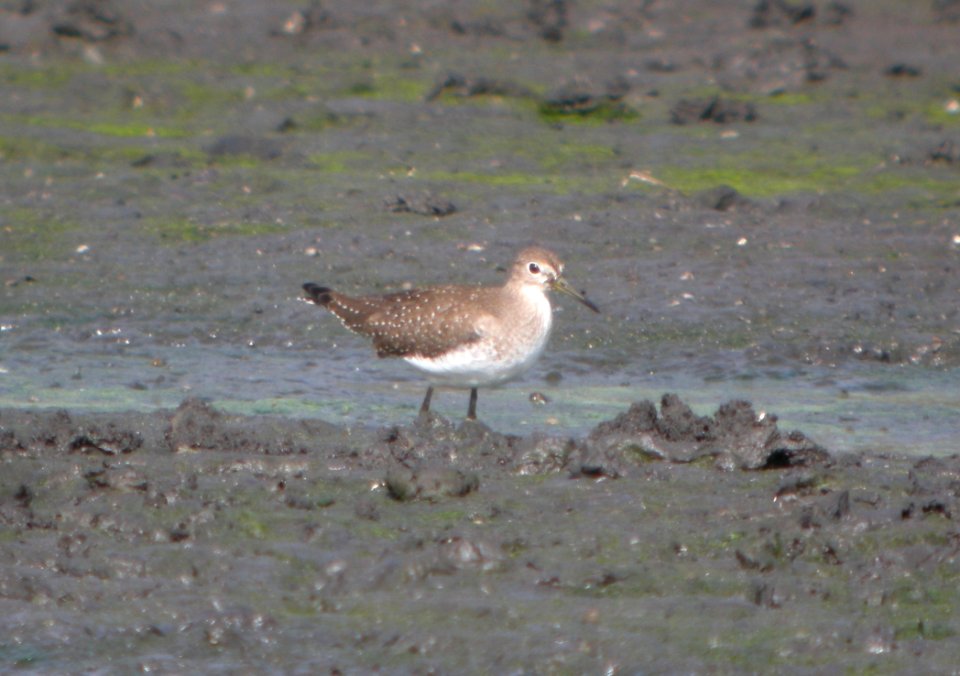DSCN8417 c Solitary Sandpiper Aroma Park IL 10-9-2015