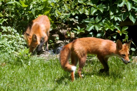 IMG 0639c Red Fox Hse Kankakee IL 6-27-2018 photo